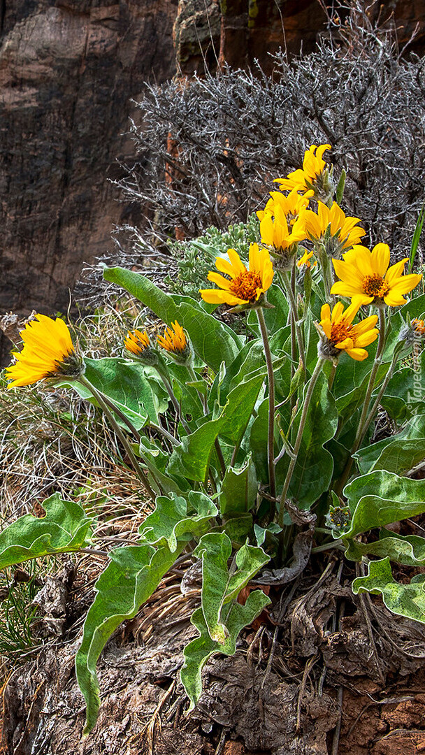 Kępka balsamorhizy