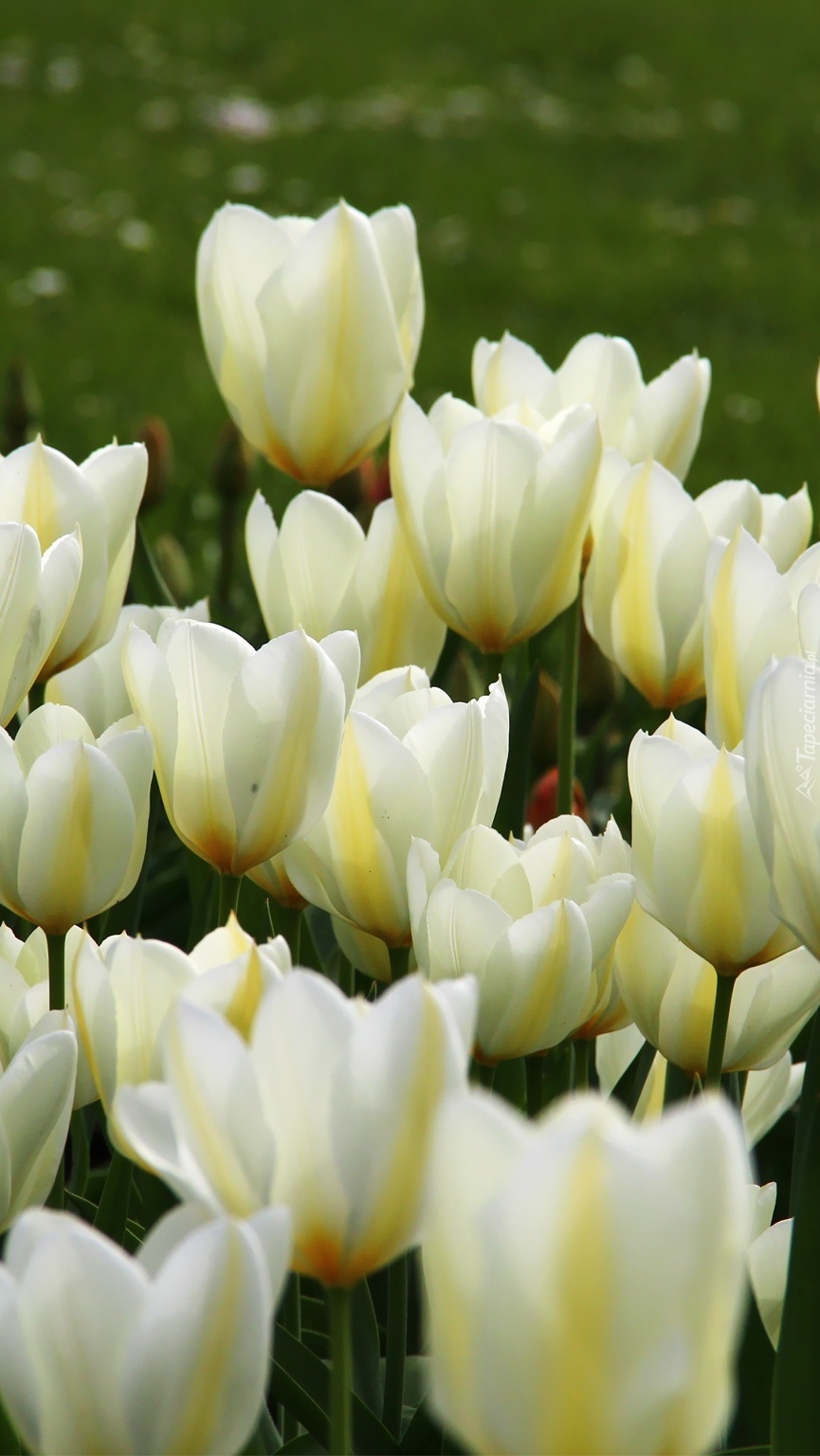 Kępka białych tulipanów