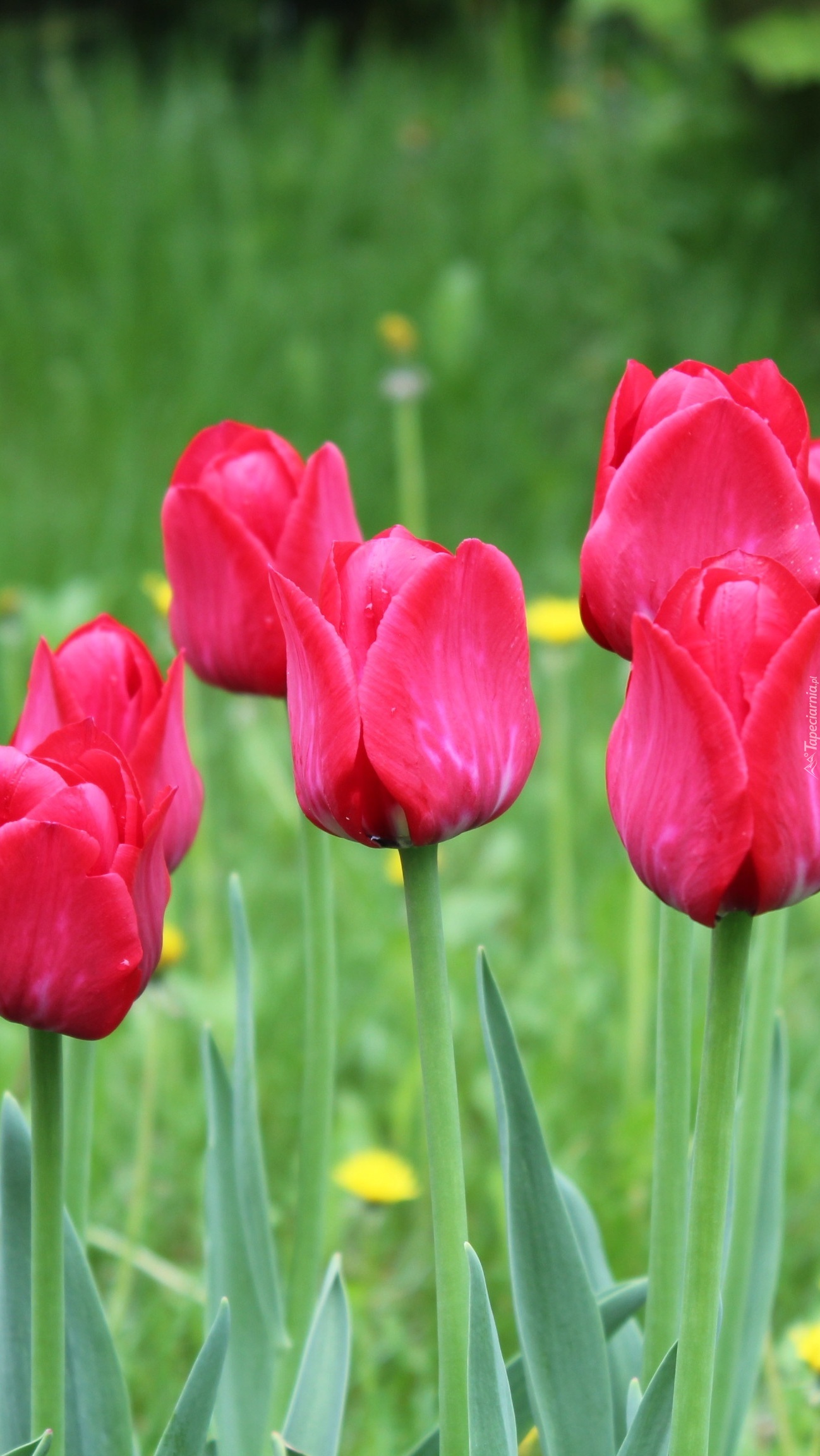 Kępka czerwonych tulipanów