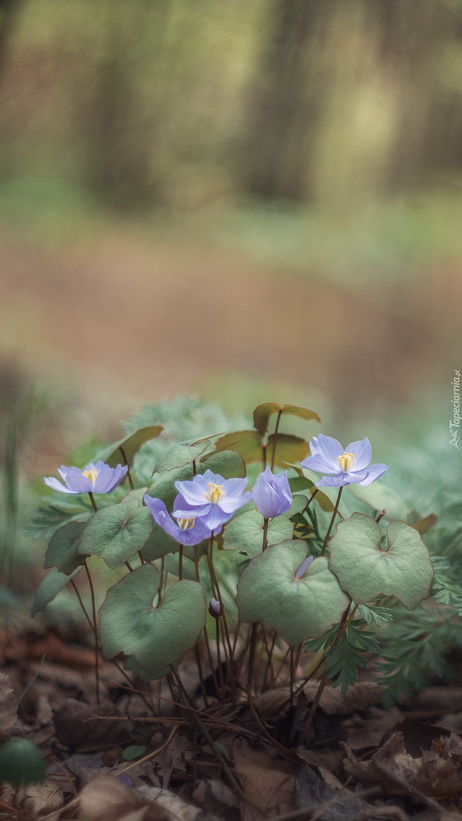 Kępka drobnych niebieskich kwiatków