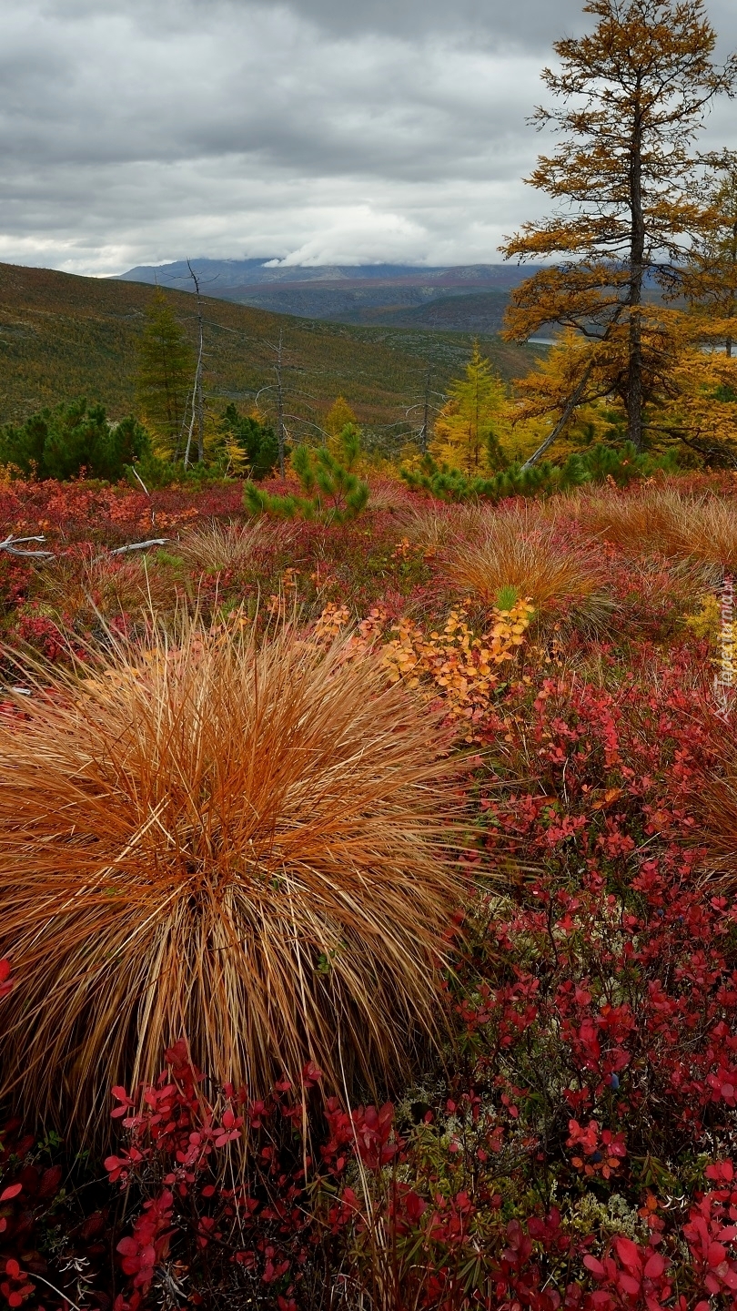 Kępka trawy w jesiennym krajobrazie