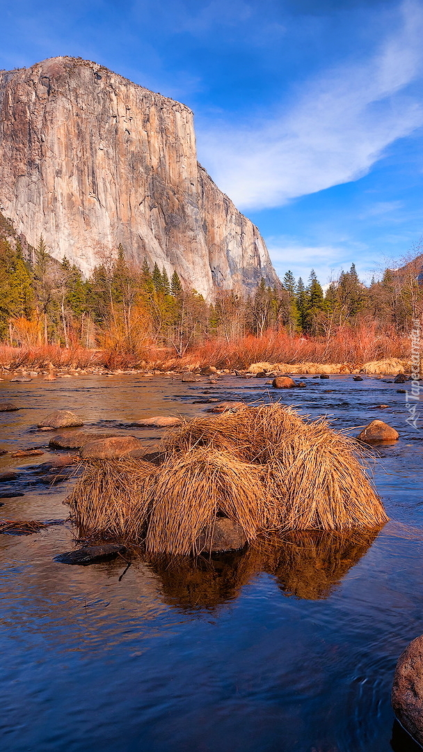 Kępy trawy na rzece Merced River