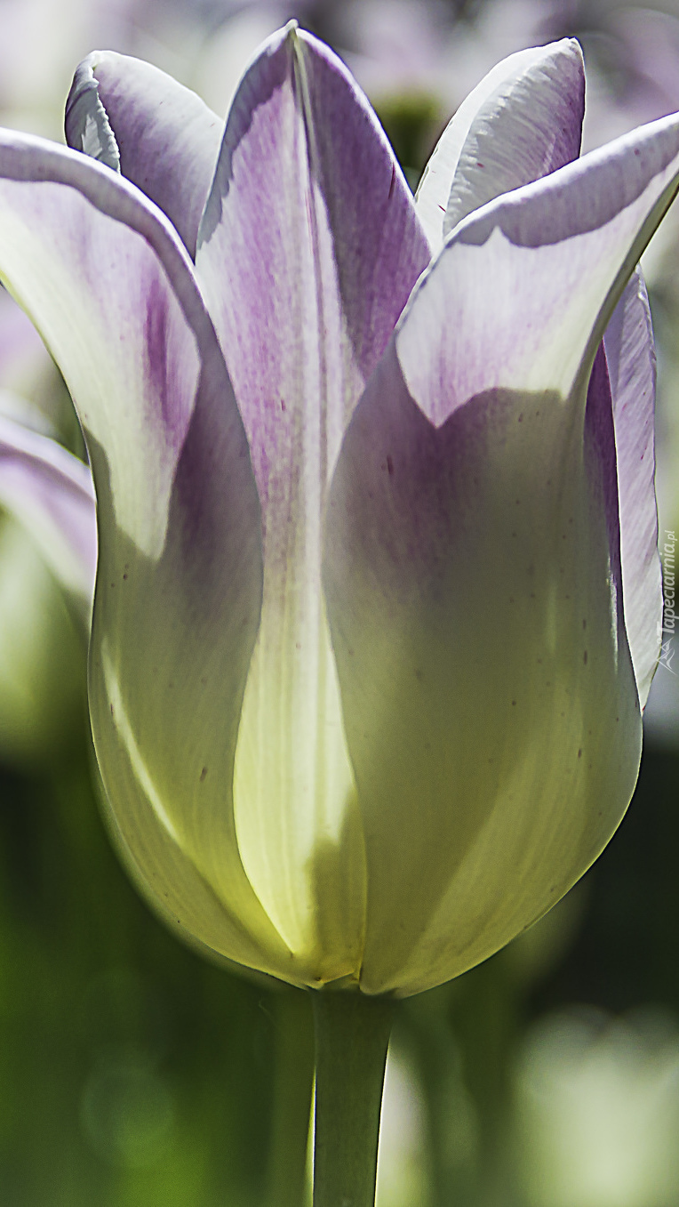 Kielich tulipana