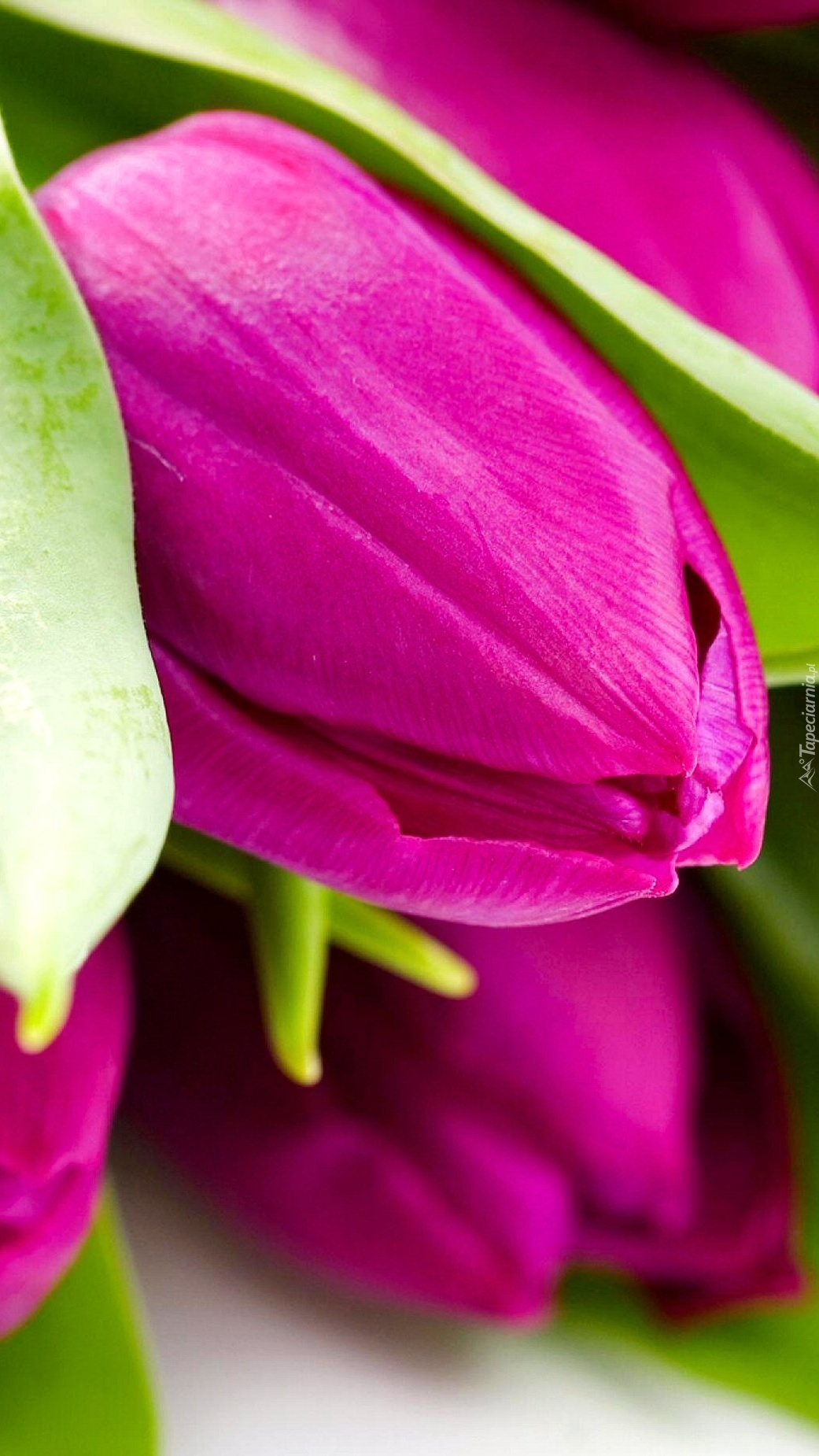 Kielichy tulipanów