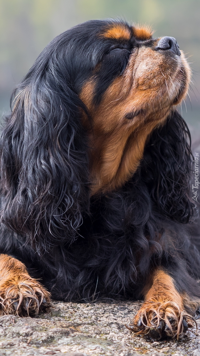 King charles spaniel