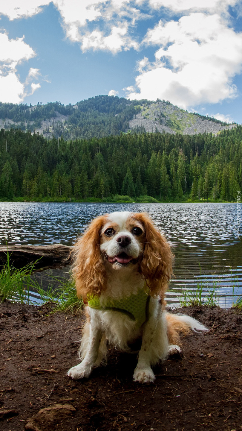 King charles spaniel nad rzeką