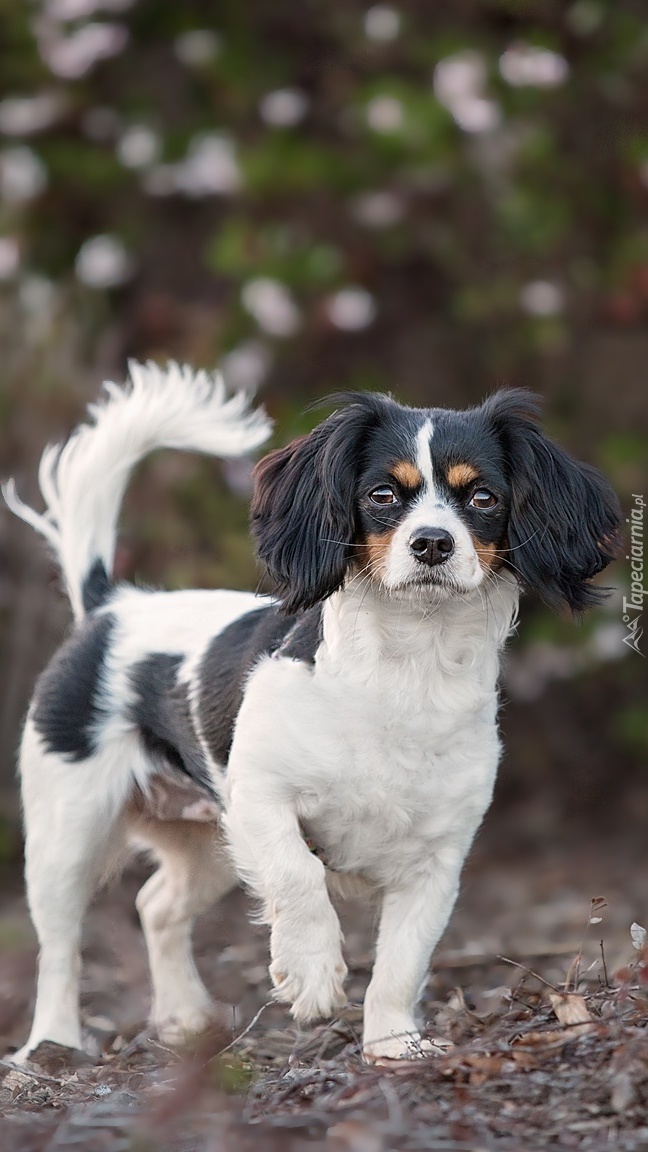 King charles spaniel