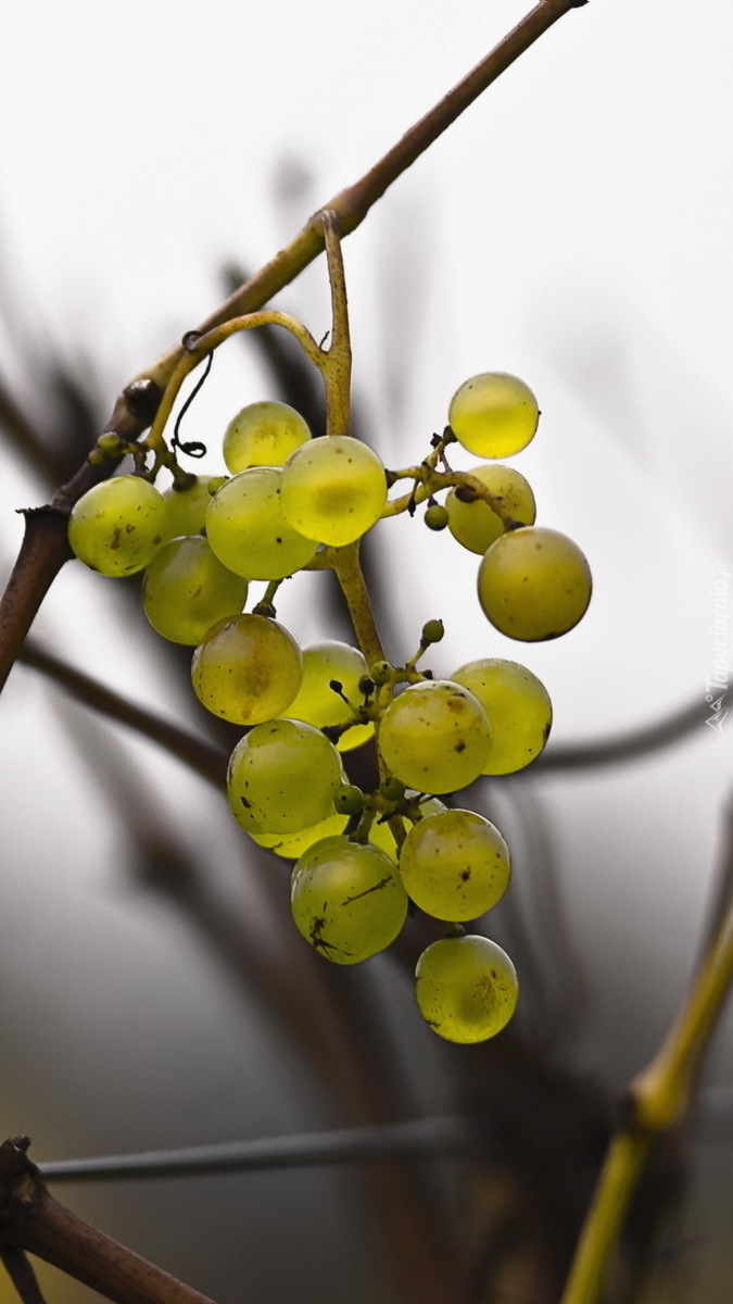 Kiść winogron na gałązce