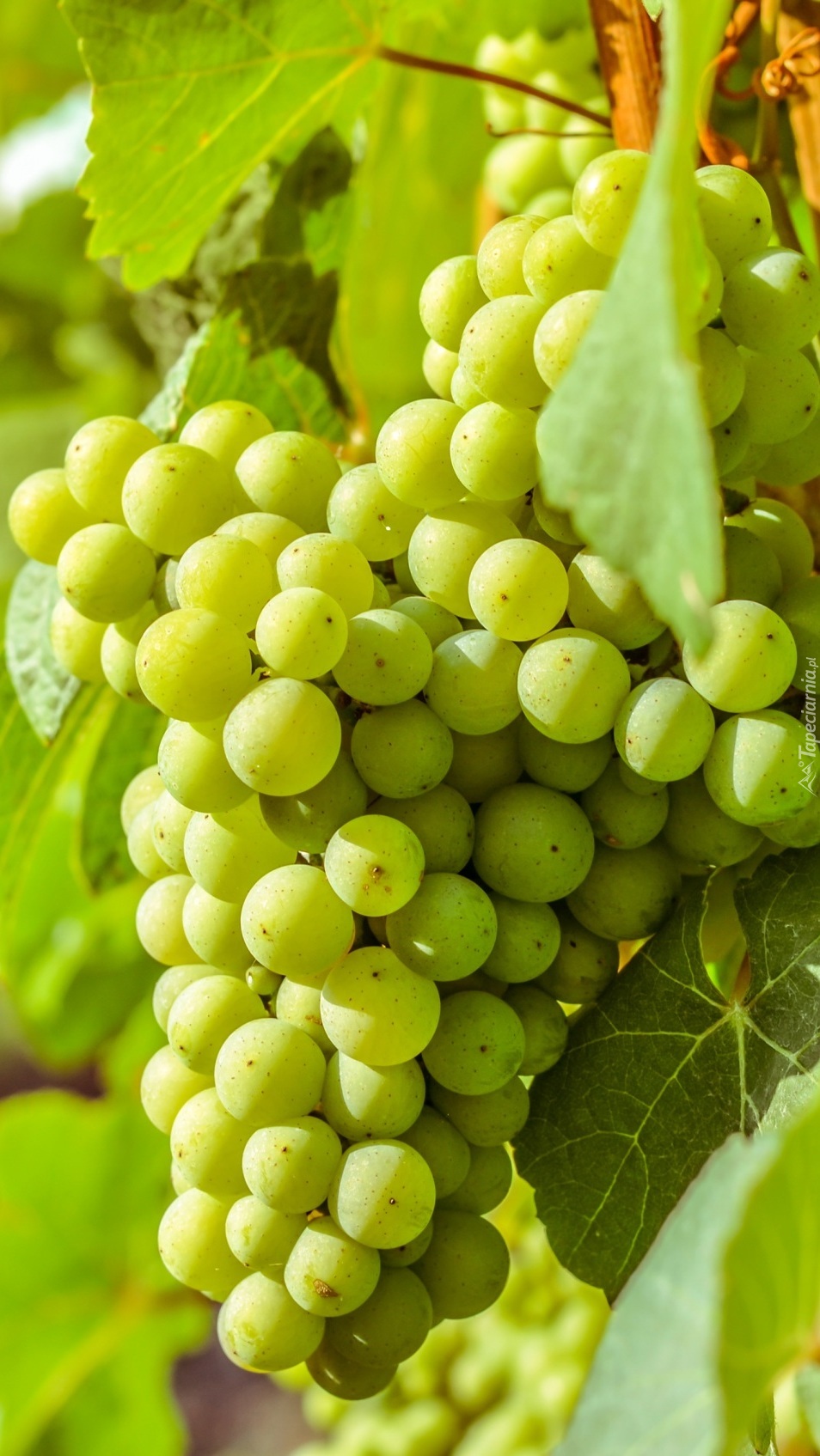 Kiść zielonych winogron
