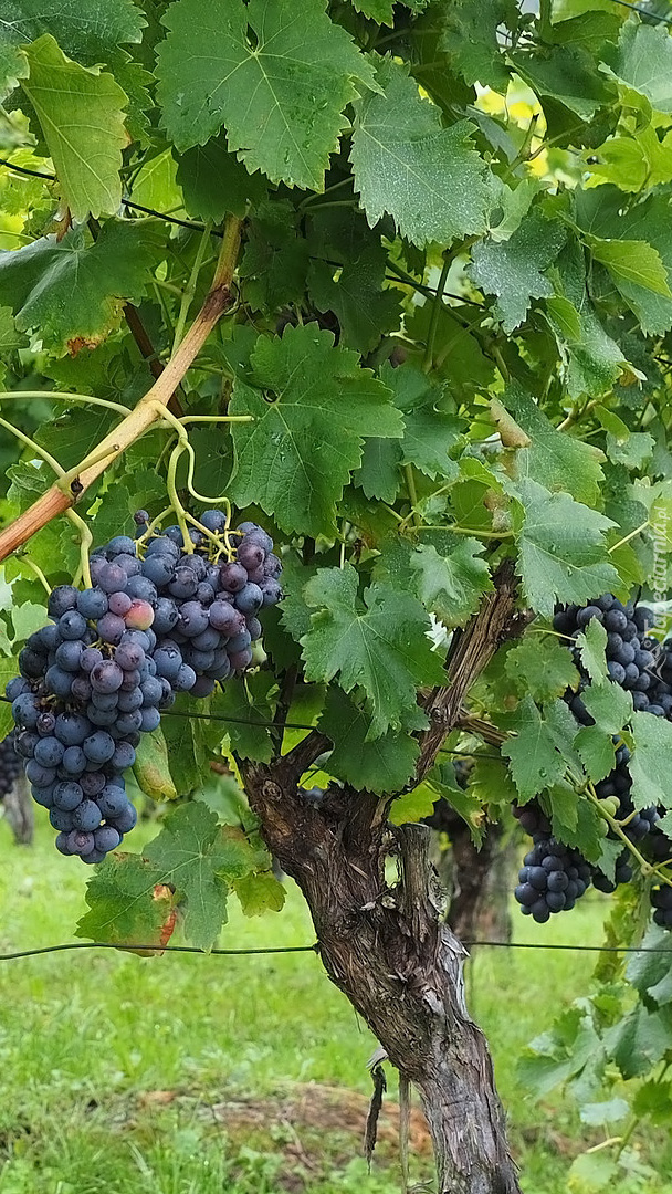 Kiście ciemnych winogron na krzewie