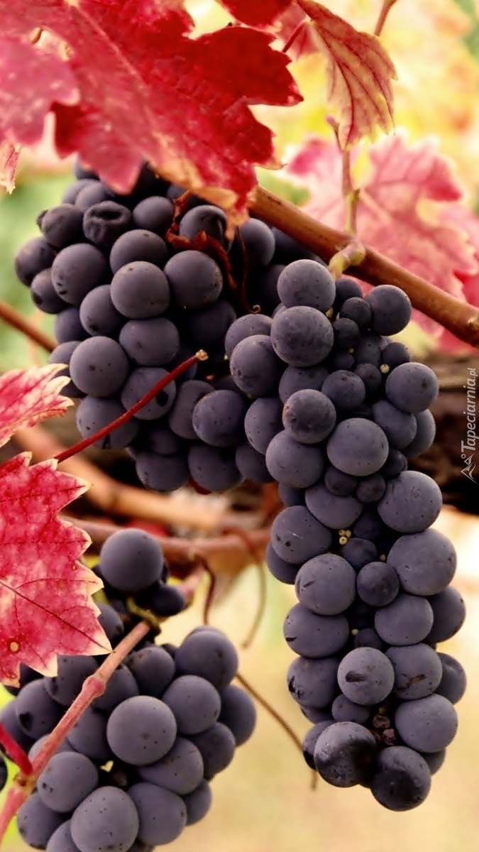 Kiście ciemnych winogron z kolorowymi liśćmi