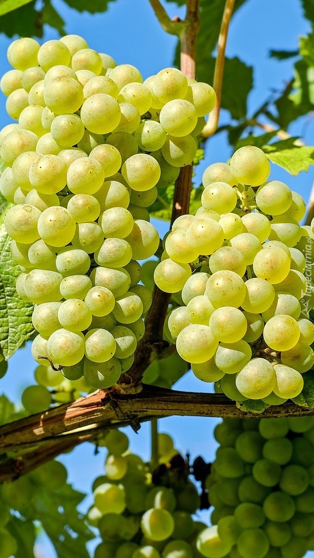 Kiście dorodnych winogron