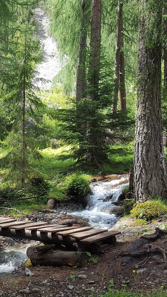 Kładka nad strumykiem w lesie