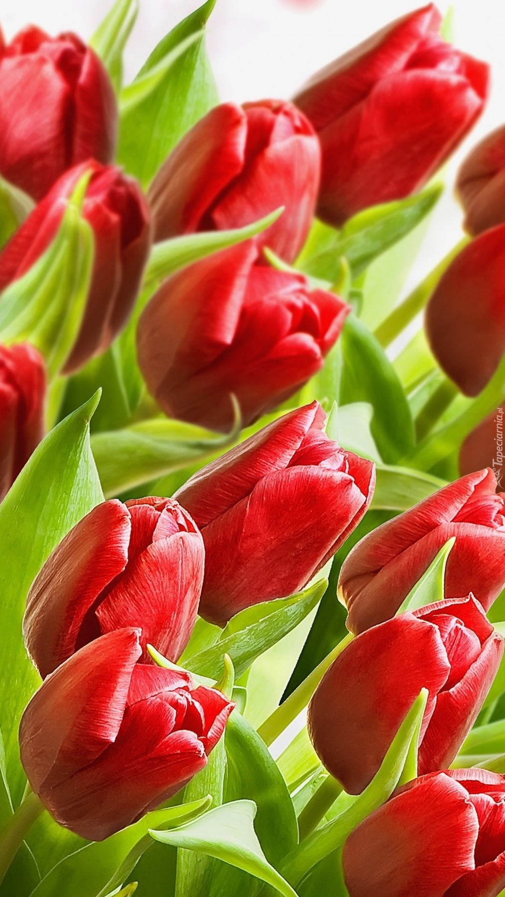 Kłaniające się tulipany