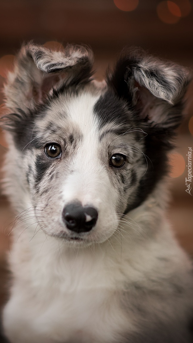 Klapnięte uszka border collie