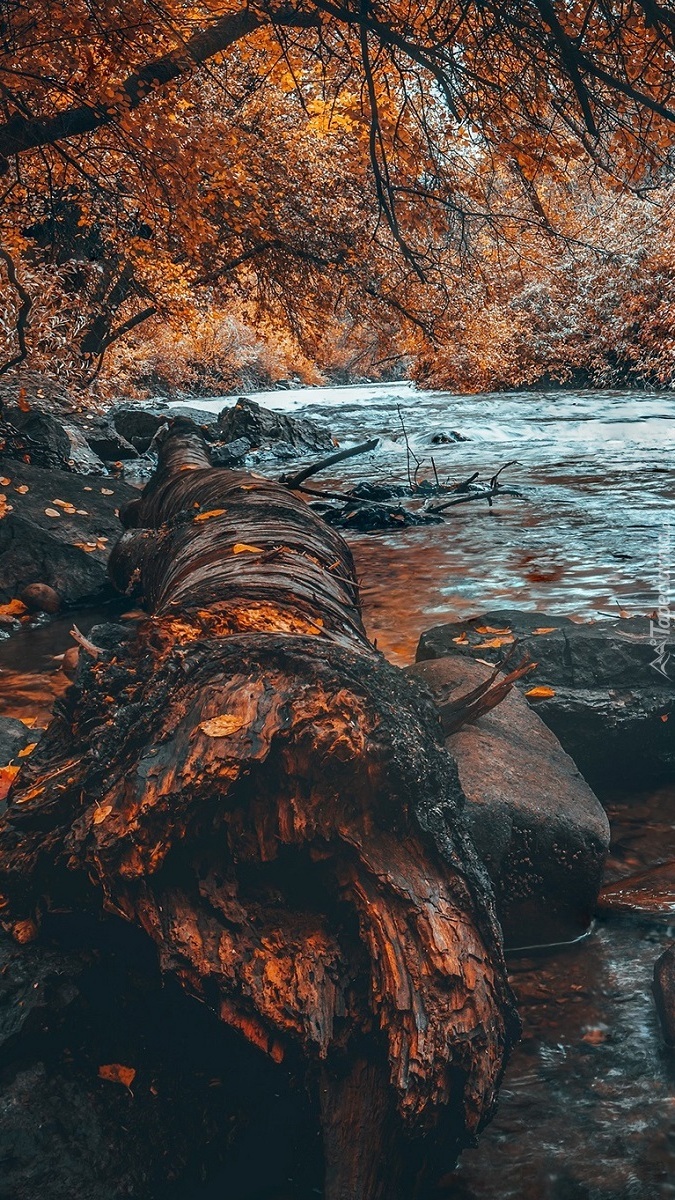 Kłoda pod drzewem na brzegu rzeki