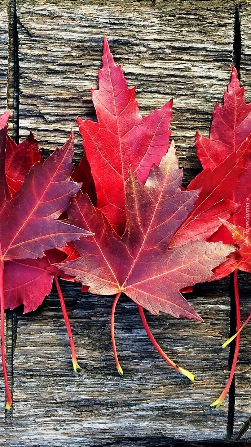 Klonowe liście w kolorze jesieni