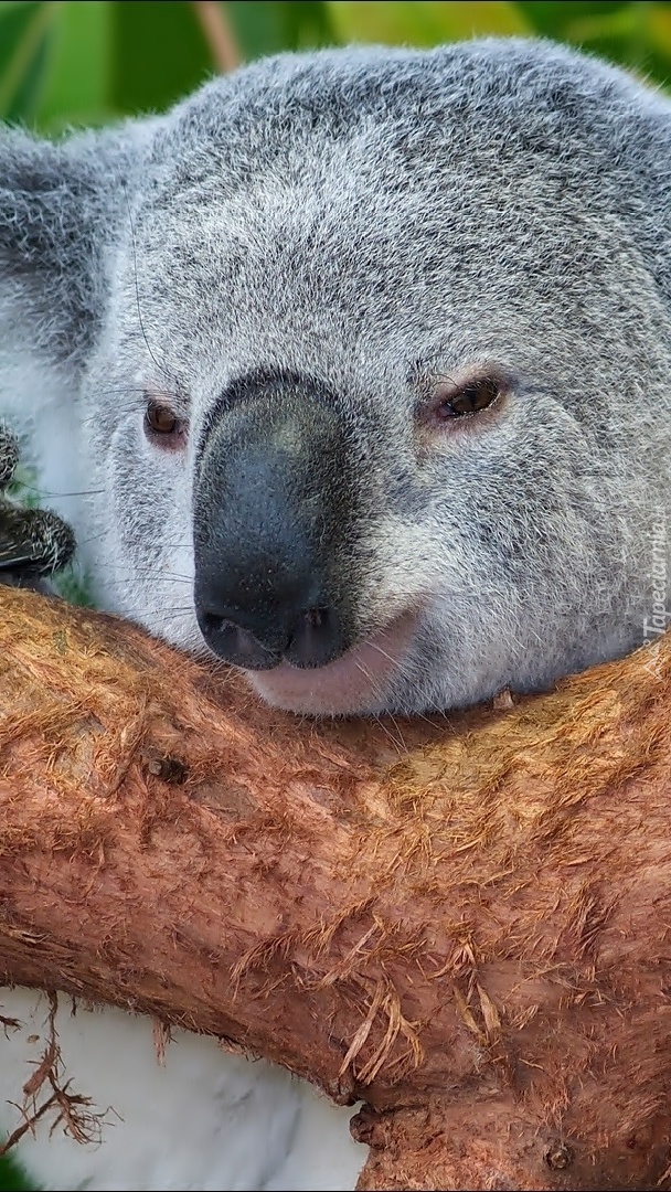 Koala na drzewie