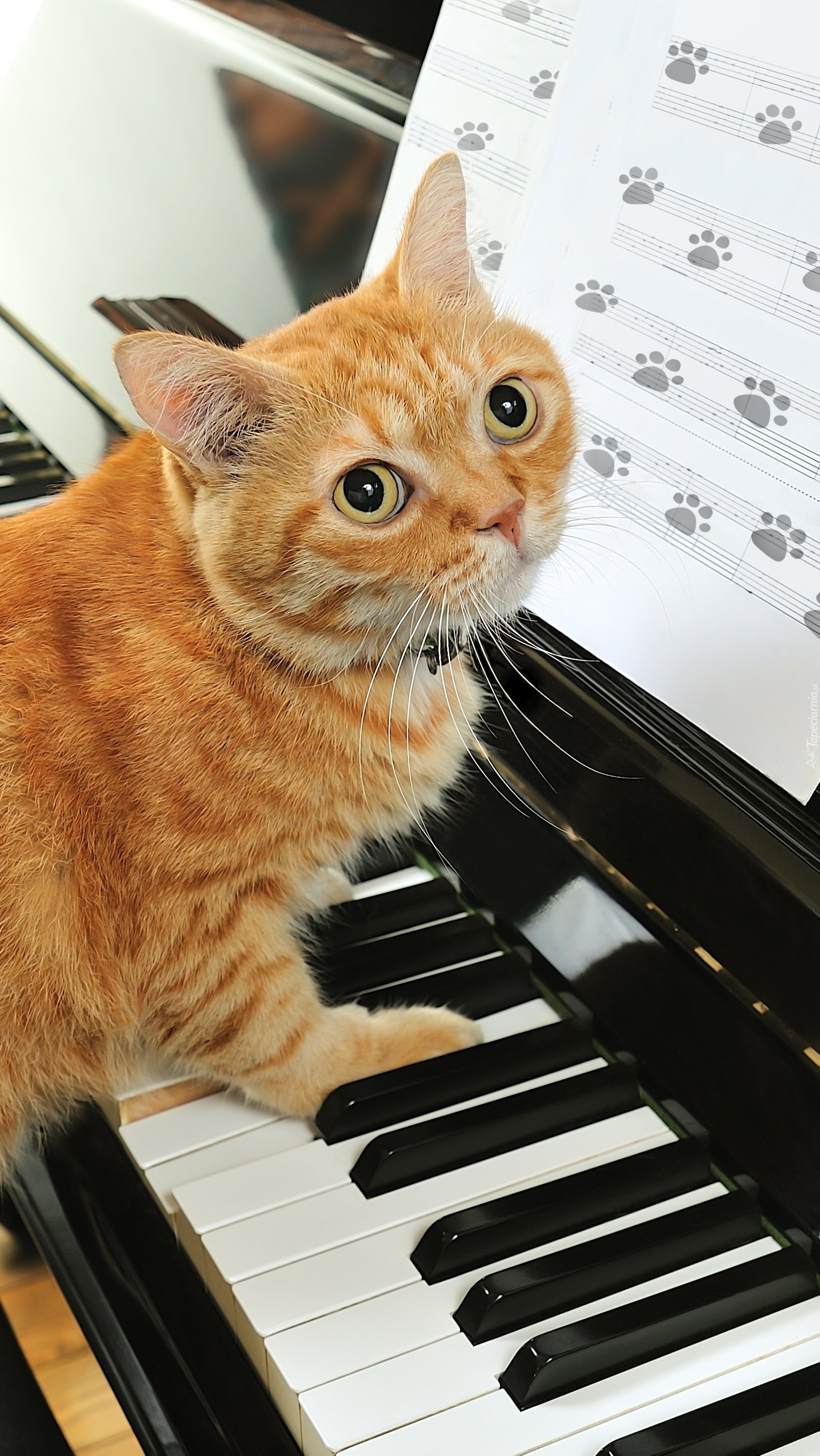 Koci pianista