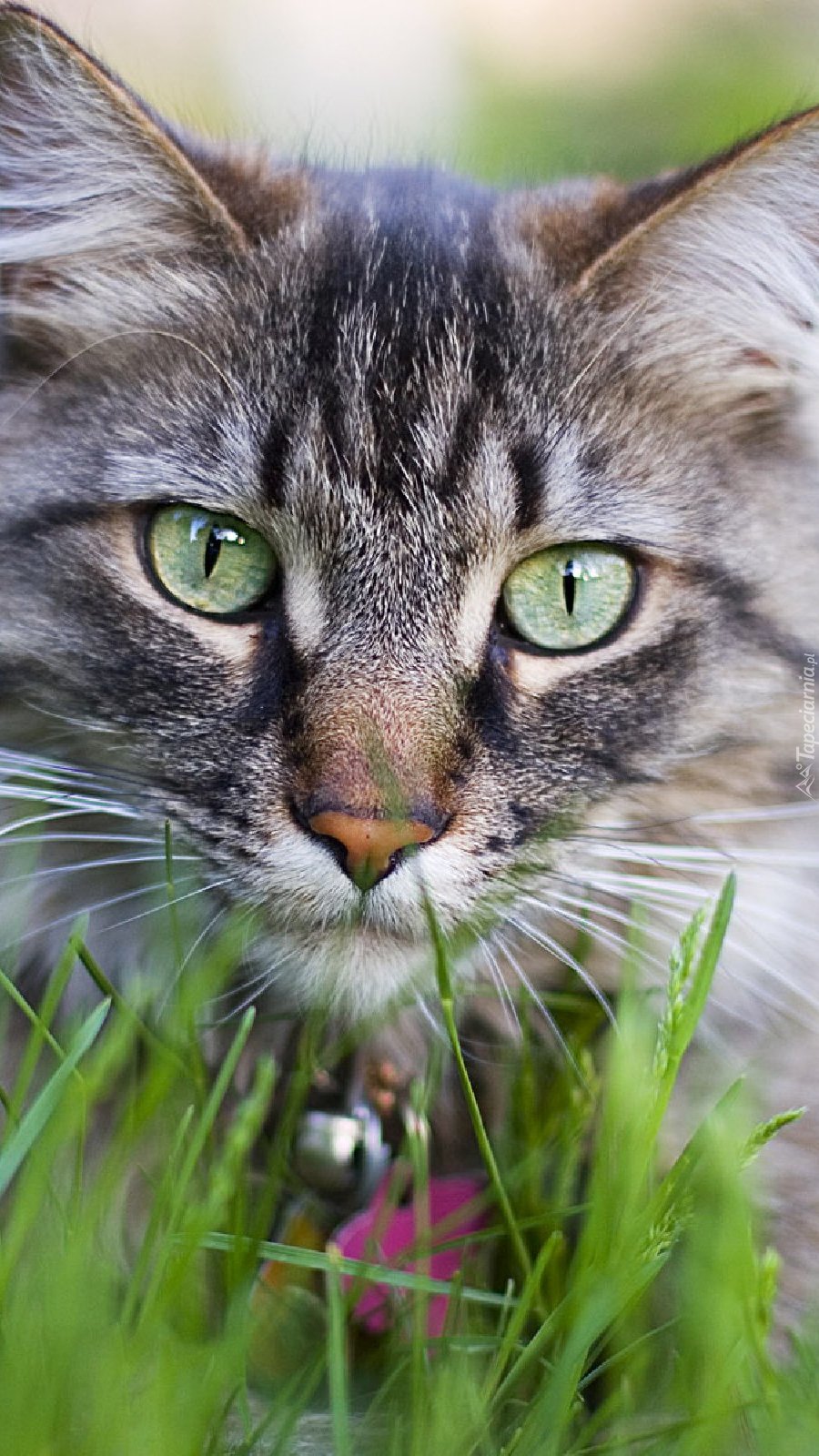 Koci szaraczek w trawie