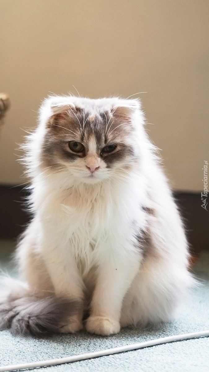 Kociak siedzi na dywaniku