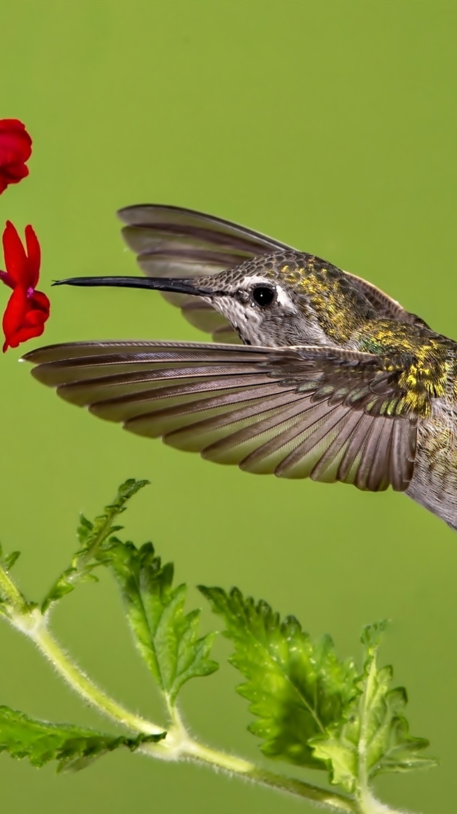Koliber przy kwiatku