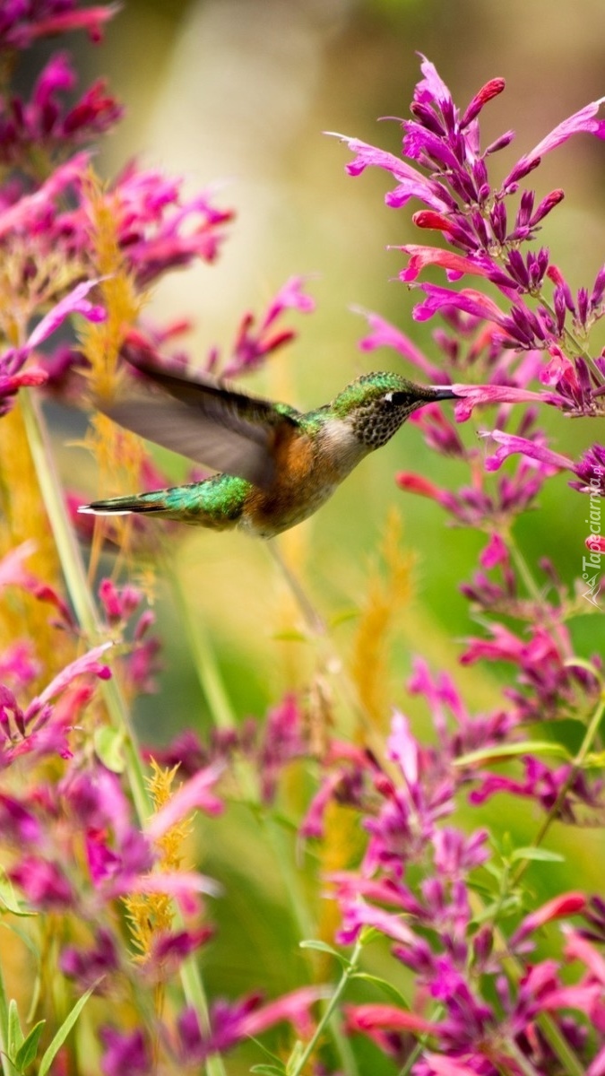 Koliber wśród kwiatów