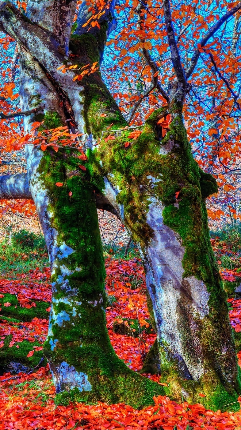 Kolorowa jesień w parku