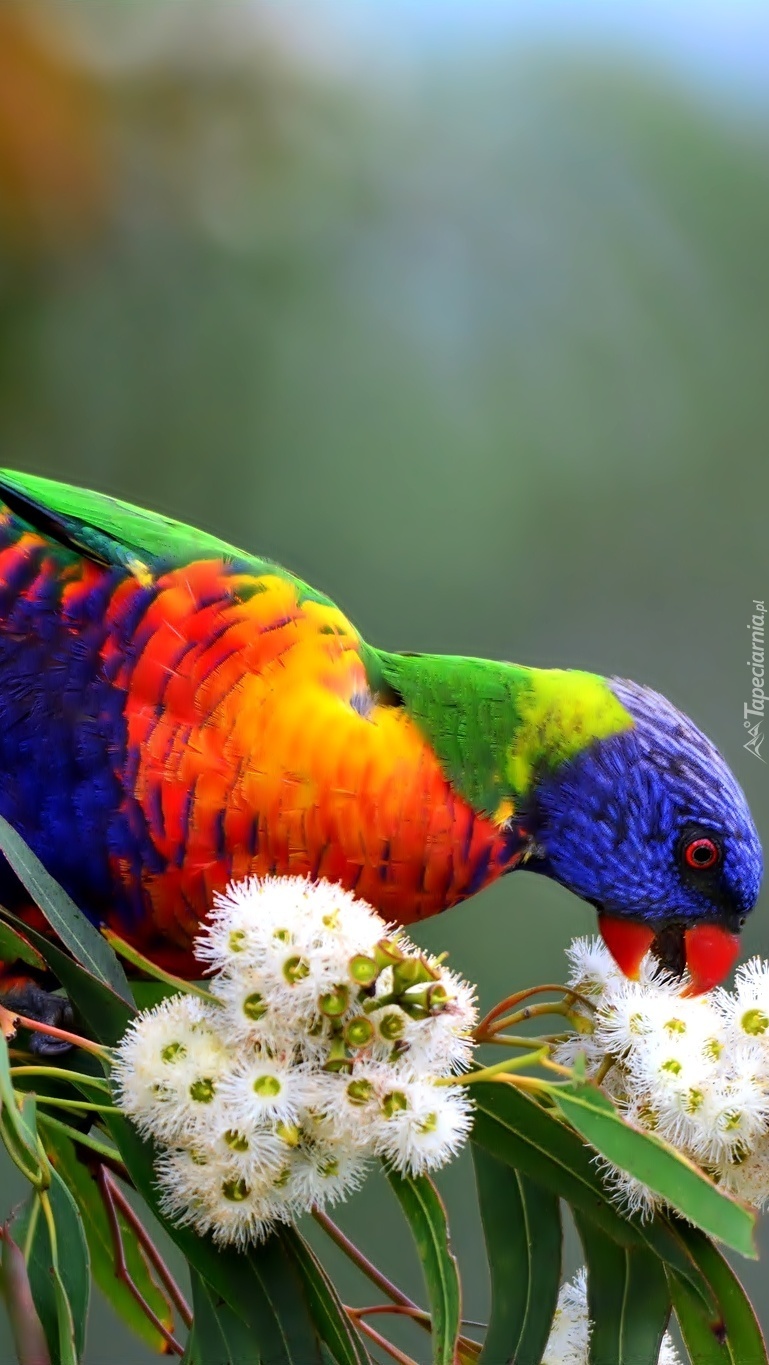 Kolorowa papuga skubiąca kwiatki