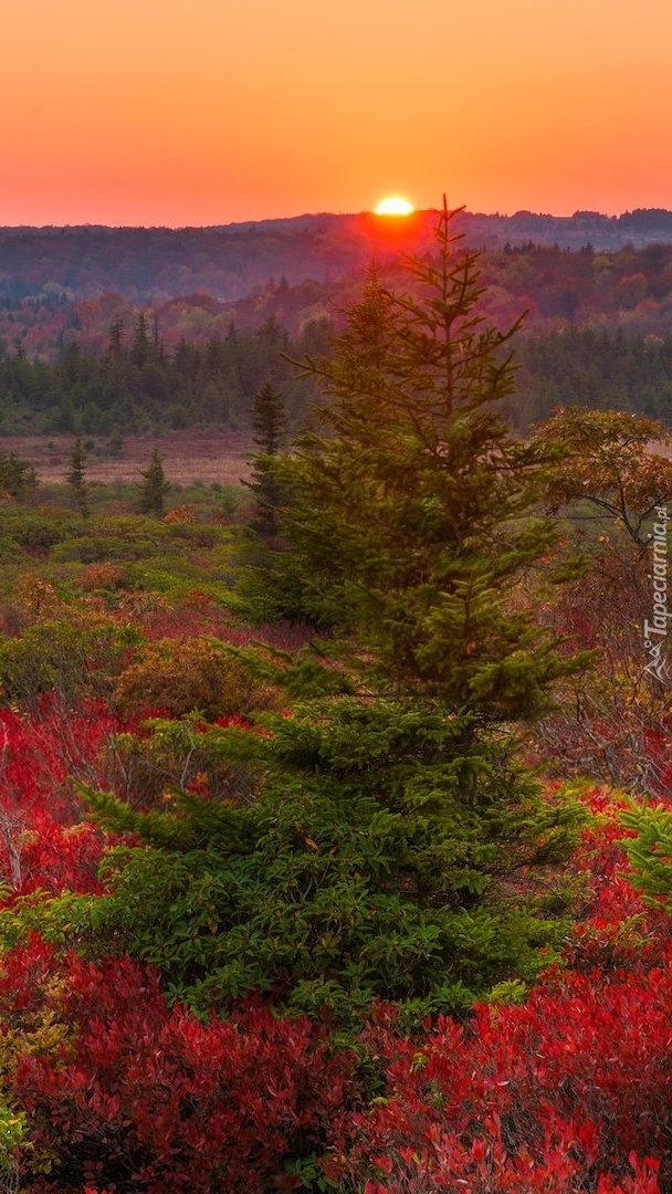 Kolorowa roślinność na terenie Dolly Sods