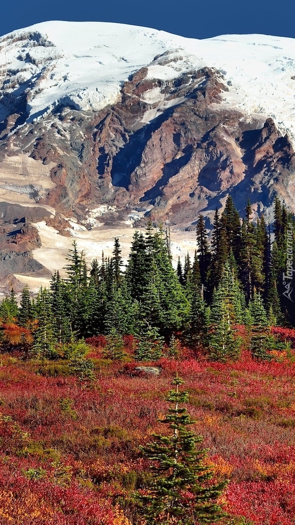 Kolorowa roślinność na tle stratowulkanu Mount Rainier