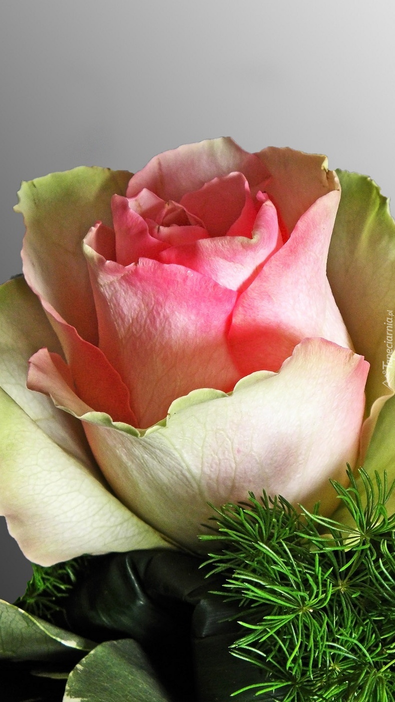 Kolorowa róża