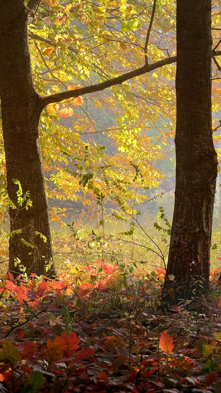 Kolorowa ściółka w jesiennym lesie