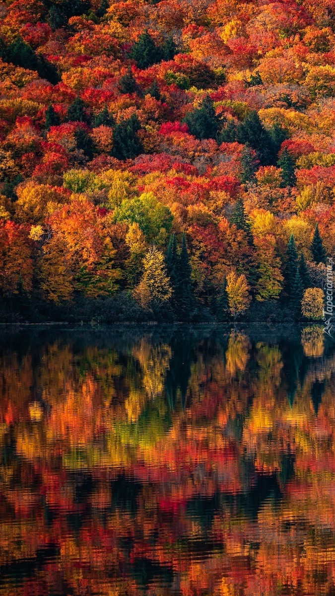 Kolorowe drzewa nad jeziorem