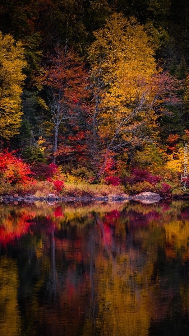 Kolorowe drzewa nad jeziorem jesienią