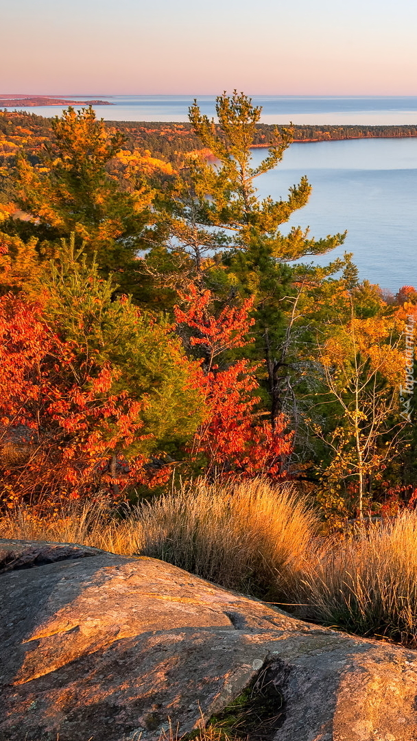 Kolorowe drzewa nad jeziorem Superior Lake
