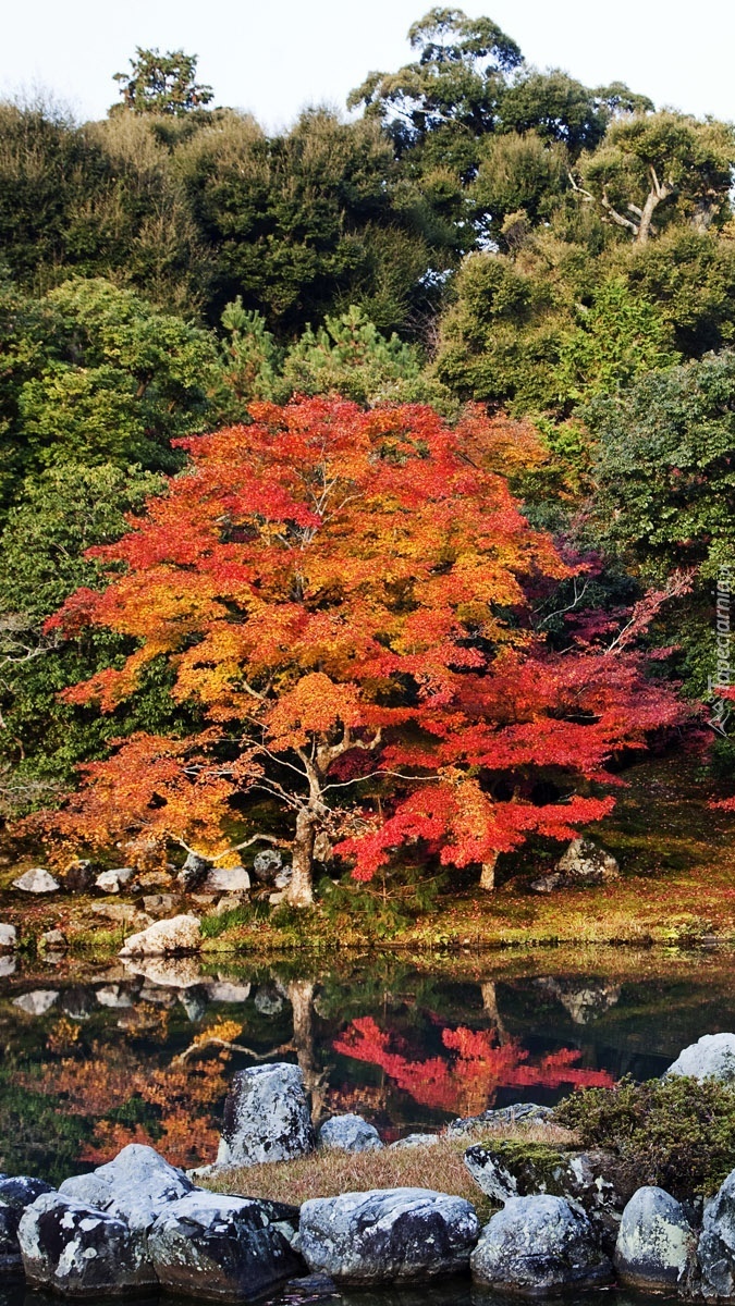 Kolorowe drzewa nad rzeką