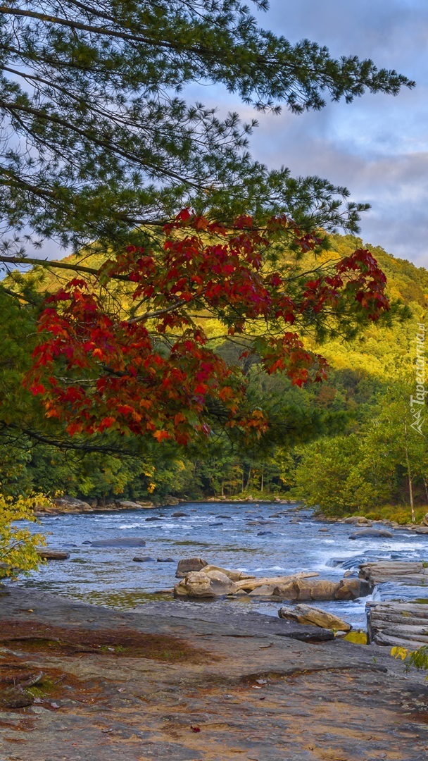 Kolorowe drzewa nad rzeką