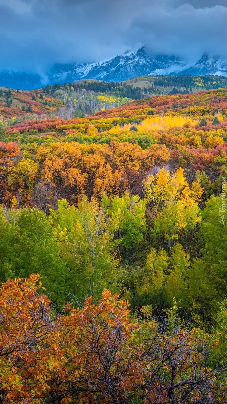 Kolorowe drzewa w górach