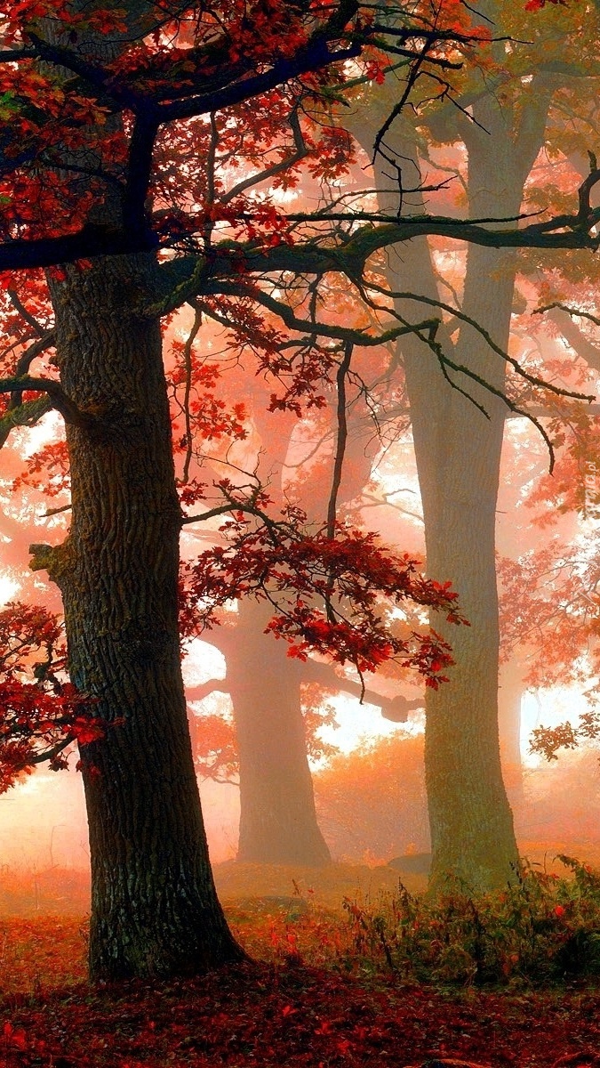 Kolorowe drzewa we mgle