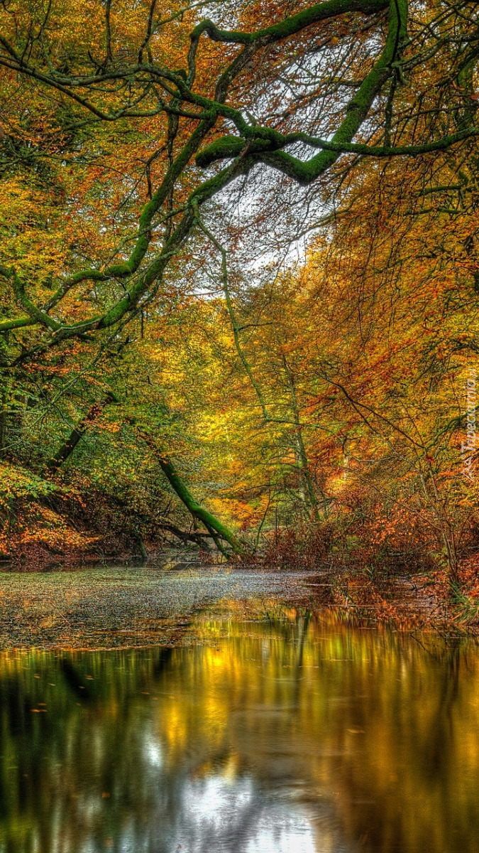 Kolorowe jesienne drzewa nad stawem