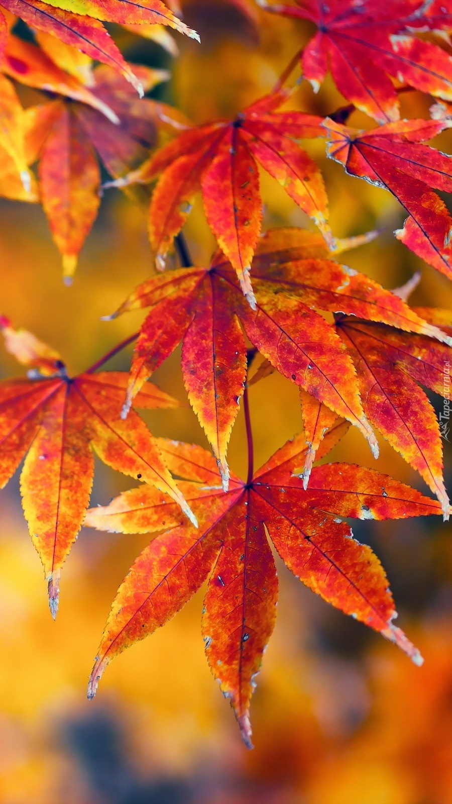 Kolorowe jesienne liście