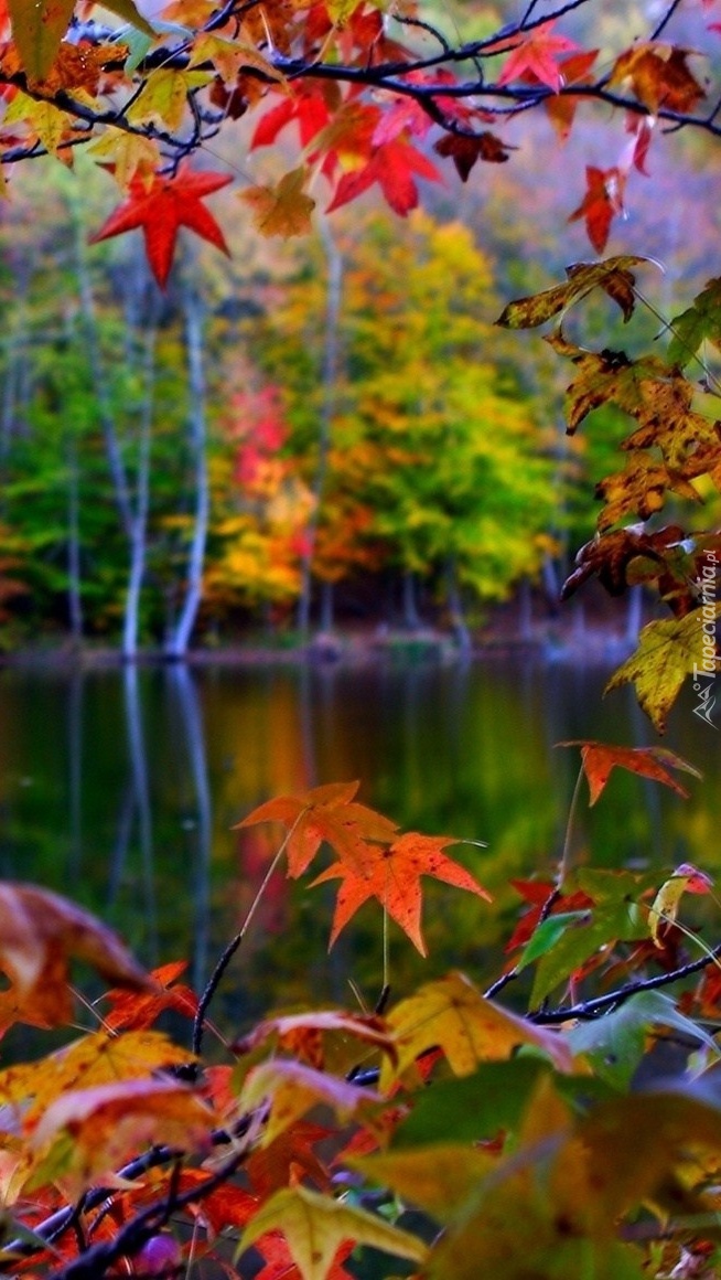 Kolorowe jesienne listki zaglądają do jeziora