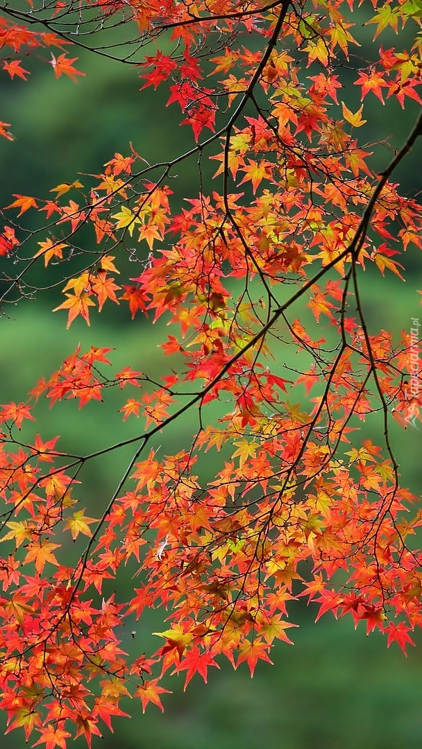 Kolorowe klonowe liście na gałęziach