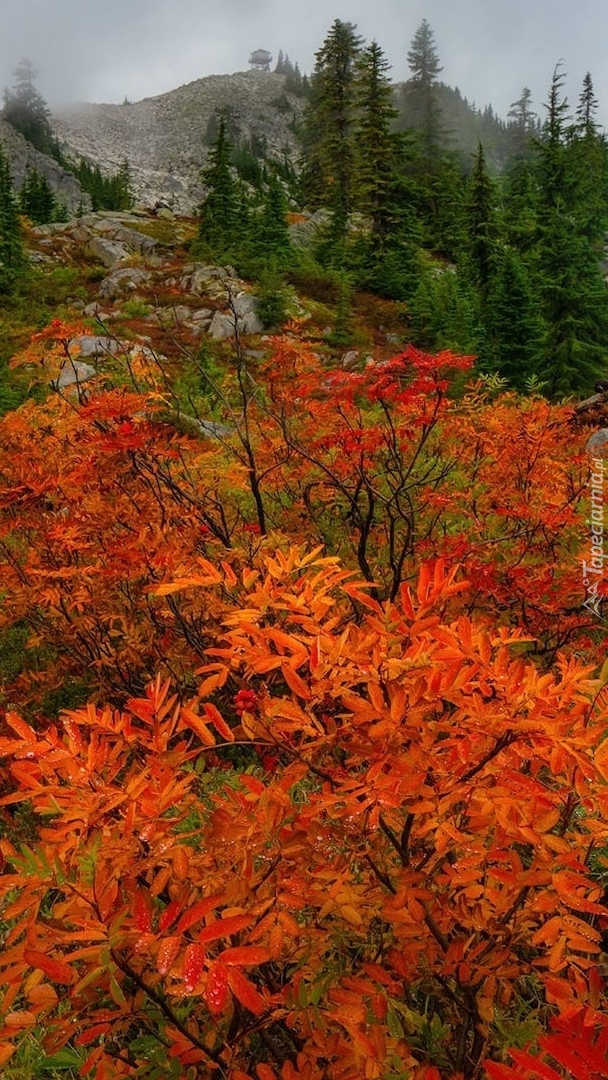 Kolorowe krzewy na wzgórzu