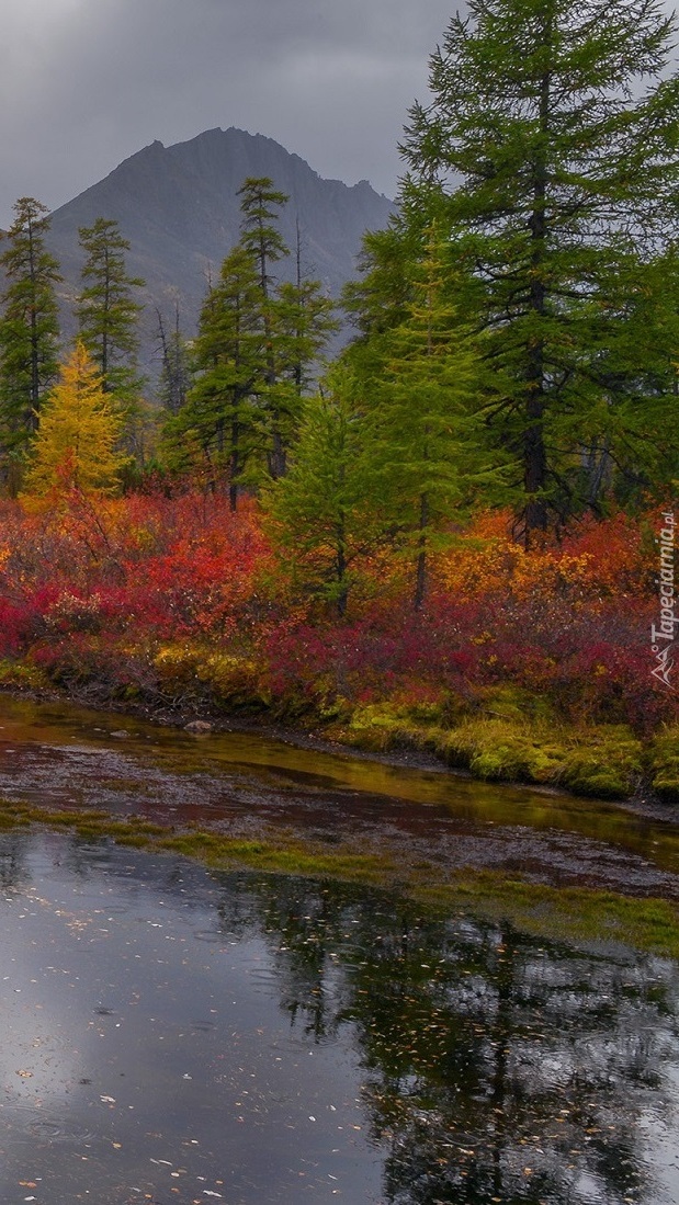 Kolorowe krzewy nad jeziorem Jack London