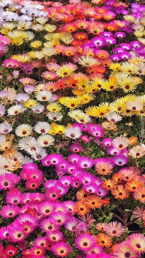 Kolorowe kwiatki na łące