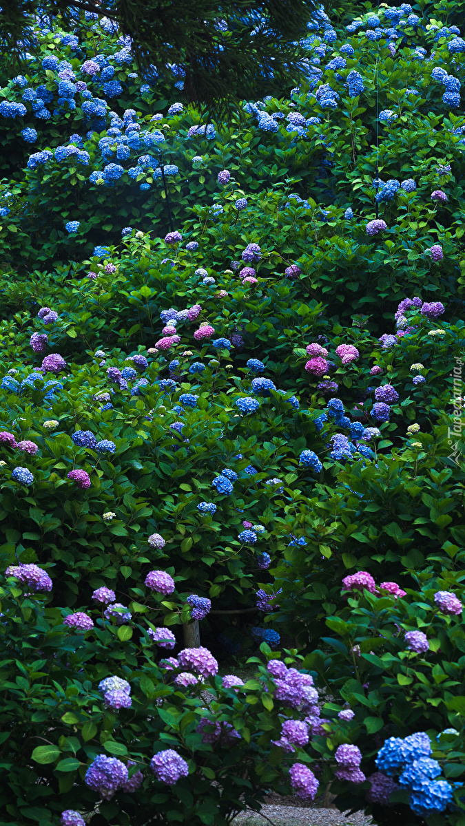 Kolorowe kwiaty hortensji w parku