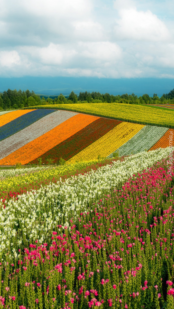 Kolorowe kwiaty na wzgórzach
