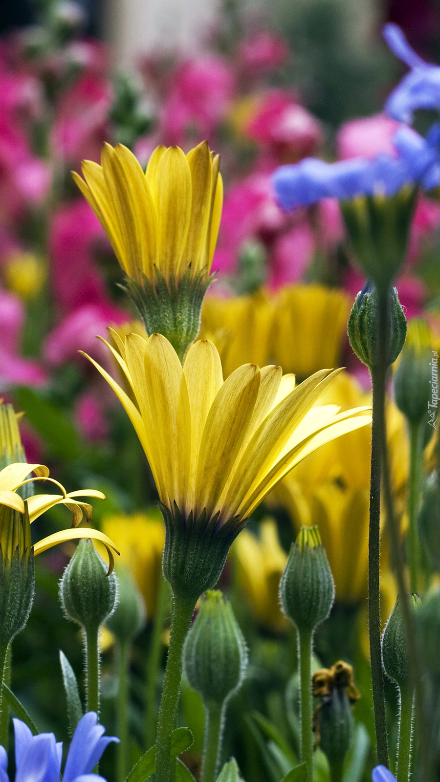 Kolorowe kwiaty w ogrodzie